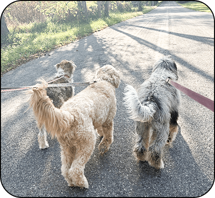 Brooks, Aspen, and Winter on a walk on our dead-end county road.