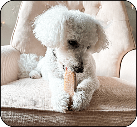 Mozzie chewing on a yak cheese bone in the TV Room.