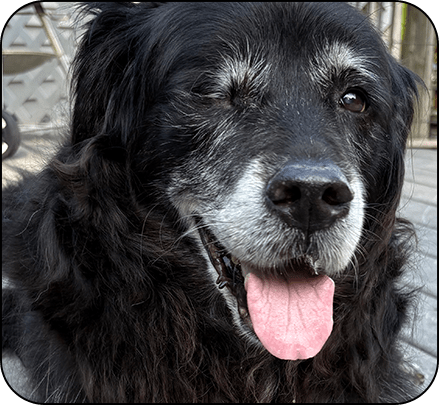 Macy relaxing on the deck--one of her favorite places to hang out.
