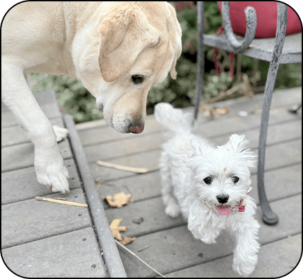 Corona was so in love with Bella. Bella did not return the love.