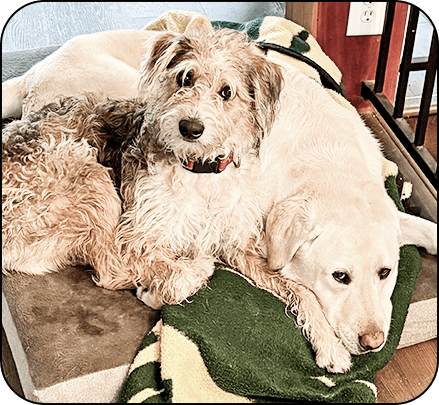 Brooks hanging out with Corona in the TV room on the dog beds.